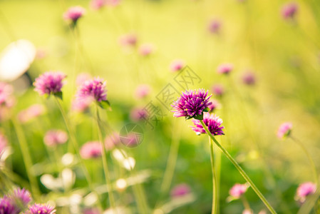 紫色Gomphrenaglobosa或Fireworks在严酷的阳光下花朵场地圆圈图片