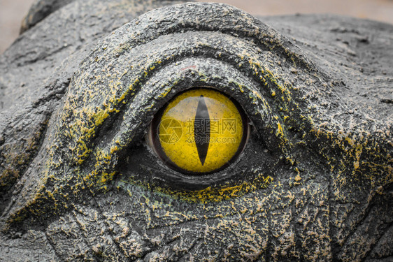 边缘害怕晴天鳄鱼用黄色的双眼凝视着恶魔的眼睛图片