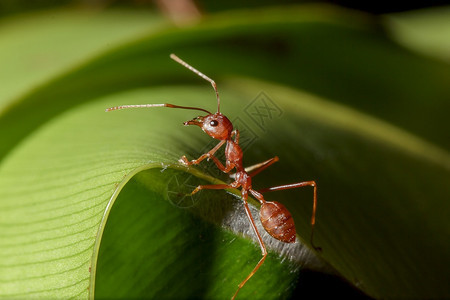 橙红蚂蚁在自然界的叶子上树丛林图片