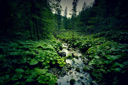 场景地面幽灵般的黑暗绿林和河流荒野与自然图片
