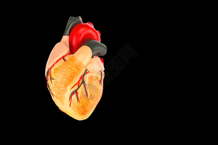 旁路主动脉硬化人类心脏在黑色背景中分离的模型图片