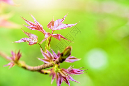 红树叶甜口香糖或有阳光的Formosan口香糖在绿色背景下于春季开花盛来在春天红树叶以色为蓝本生长风景优美年轻的图片