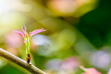 植物人红树叶甜口香糖或有阳光的Formosan口香糖在绿色背景下于春季开花盛来在春天红树叶以色为蓝本明亮的图片