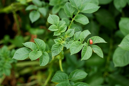 树上的鸟儿成双对背景