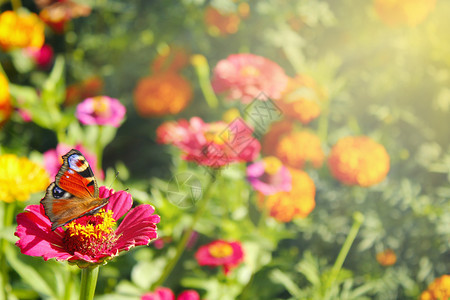 翅膀昆虫学夏季蝴蝶的颜色不同坐在孔雀眼的花朵蝴蝶上坐在辛尼娅的花朵上五彩缤纷图片