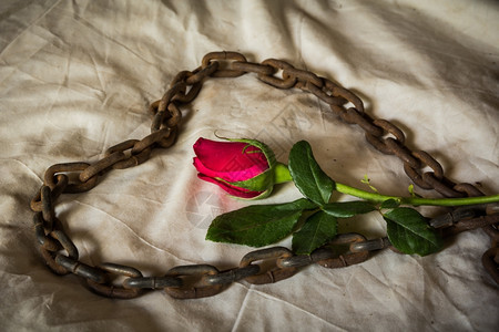 晒干华伦人节时的静生代名玫瑰绘画花的图片