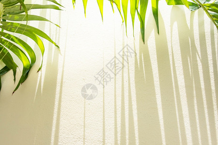 建造绿棕榈叶和奶油墙上的条纹阴影太阳光照耀在墙上的棕榈叶正面明亮的图片