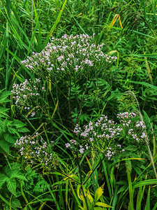 公园健康绿草和田野上的小白花美丽夏月地草原绿色季森林原天然本底白色的图片