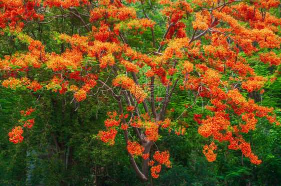 美丽的鲜花火焰树皇家香草或绿色本天然模糊的闪亮树凤仙花德洛尼克斯明亮的图片