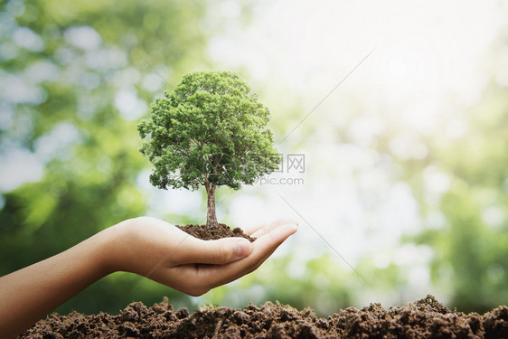 手国际的在绿色背景生态地球日概念下种植的长着大树生活图片