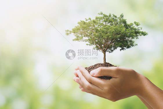 森林关心植物在绿色背景生态地球日概念下种植的长着大树图片
