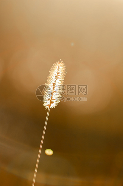 温暖的太阳日落时明光下美丽的天干草地抽象的图片