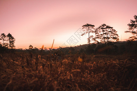 自然场地日落时明光下美丽的天干草地放松图片