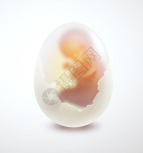 人类胚胎蛋在轻光背景上生育力领域药物图片