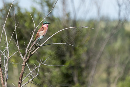 羽毛树非洲Kruger公园的Lilac滚鸟自然图片