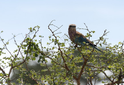 绿色非洲Kruger公园的Lilac滚鸟颜色树图片