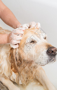 英俊的向一只金色猎狗放轻松的浴泡沫美丽健康图片