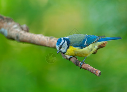 蓝绿色自然波兰奶子Paruscaeruutus坐在树枝上图片