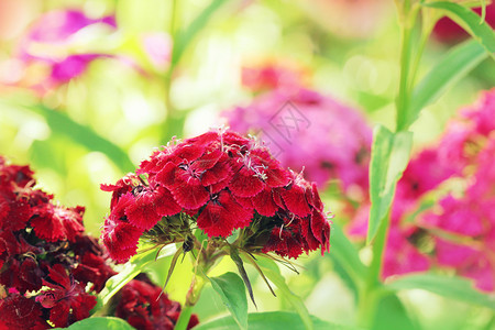 花床DianthusBarbabatus花朵床威廉的彩色照片盛开美丽的图片