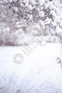 圣诞节降雪抽象的冬季背景有文字空间雪和模糊背景中的松树枝Vignette图片