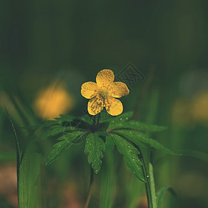 叶子毛茛盛开与太阳相伴的自然背景罗南库拉谢花朵图片