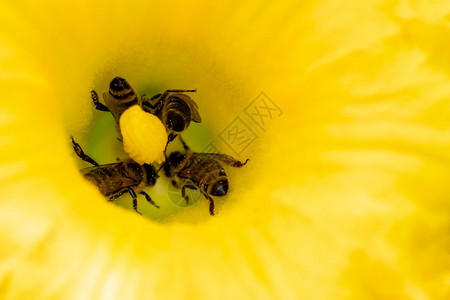 叶子花粉西葫芦与蜜蜂授粉素食主义者图片