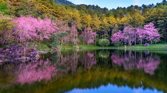 满的风景优美丽樱花在春天开的树绽放图片