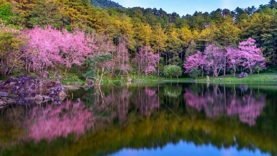 满的风景优美丽樱花在春天开的树绽放图片