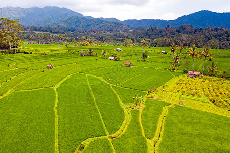 巴厘岛农场田地图片