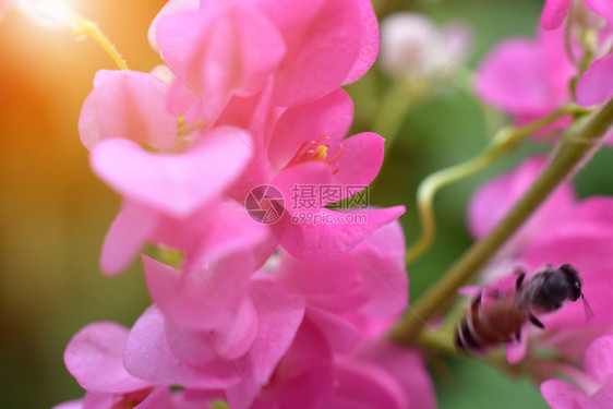 季节太阳粉红花光背景季节图片