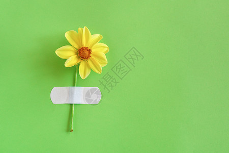 新鲜的天然黄色花朵贴在绿背景上卡片有机的自然图片