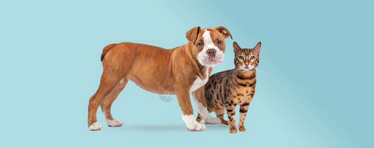 动物广告一只小狗和猫站在个浅蓝背景的面前双盯着摄影机公牛狗小和一只猫在轻蓝背景的面前虎斑猫图片
