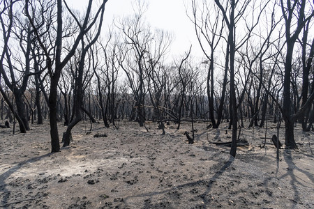桉树在澳大利亚蓝山的灌木丛林中烧焦了古姆树衬套气候图片