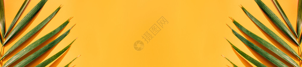 机械工业banner展示异国情调热的棕榈叶黄色夏季墙底有硬阴影在假日度者复制空间以显示设计时阳光照背景