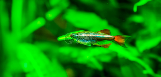 来自亚洲的热带动物种水族馆宠在产养殖中来自亚洲的热带动物种鱼类学生活银图片