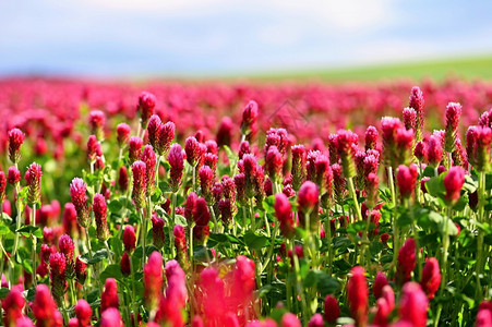 田野中盛开的美丽红三叶草自然色彩缤纷的背景捷克的美丽风景欧洲花的红色图片