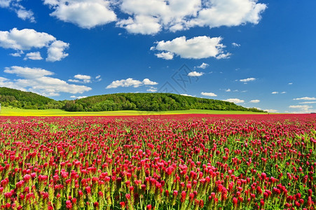 田野中盛开的美丽红三叶草自然色彩缤纷的背景捷克的美丽风景欧洲草本植物花瓣景观图片