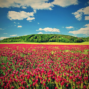 场地田野中盛开的美丽红三叶草自然色彩缤纷的背景捷克的美丽风景欧洲观生长图片