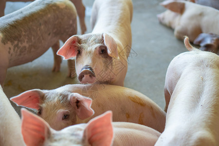 喂食团体在东盟当地猪畜养殖场看来健康的猪群牲畜标准化和清洁农耕的概念没有影响猪种生长或繁殖的当地疾病或条件a不受地方疾病或条件的图片