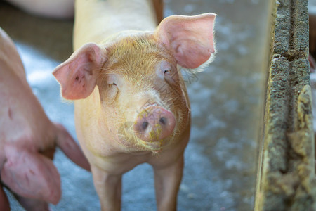 可爱的干草在东盟当地猪畜养殖场看来健康的猪群牲畜标准化和清洁农耕的概念没有影响猪种生长或繁殖的当地疾病或条件a不受地方疾病或条件图片