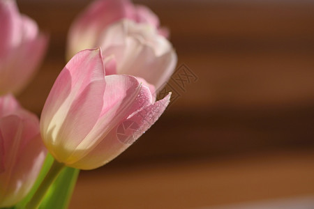 生日春天粉彩美丽的爱情礼物粉红白郁金香春季和华伦人节的背景图片