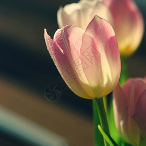 美丽的爱情礼物粉红白郁金香春季和华伦人节的背景颜色卡片束图片