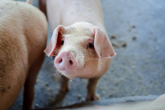 温暖的在东盟当地养猪场和牲畜饲中看起来健康的一群猪标准化清洁的耕作概念没有影响猪生长或繁殖的当地疾病或条件a没有影响猪生长或肥沃图片