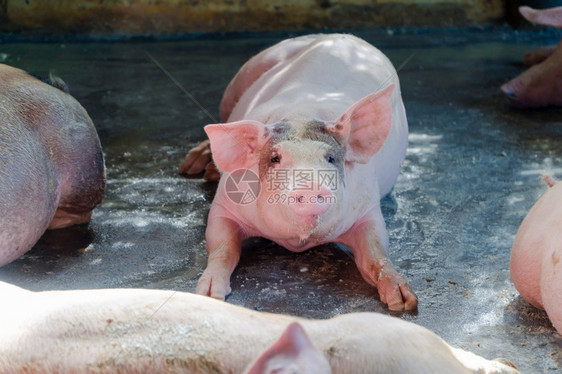 仔猪在东盟当地养场和牲畜饲中看起来健康的一群猪标准化清洁的耕作概念没有影响猪生长或繁殖的当地疾病或条件a没有影响猪生长或肥沃的地图片