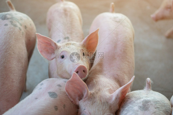 养猪场里成群的猪图片