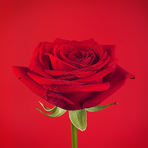 单身的一朵红玫瑰花深背景象征热情图片