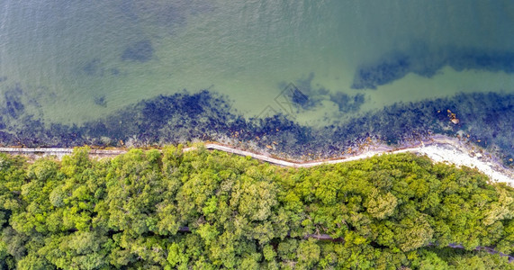 海景从无人驾驶飞机到海岸线的空中最高视海面上覆盖着绿林景观树木图片