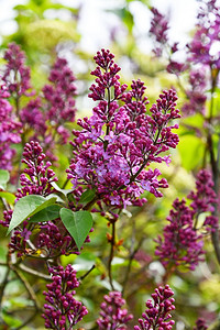 植物紫色开花的丁香树墙灌木图片