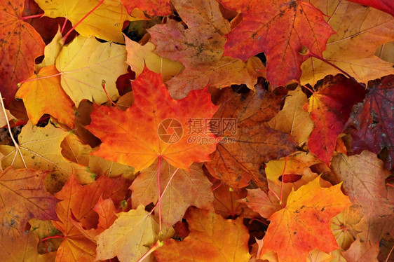 堆满秋叶的地面图片