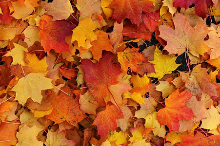多彩的秋叶图片